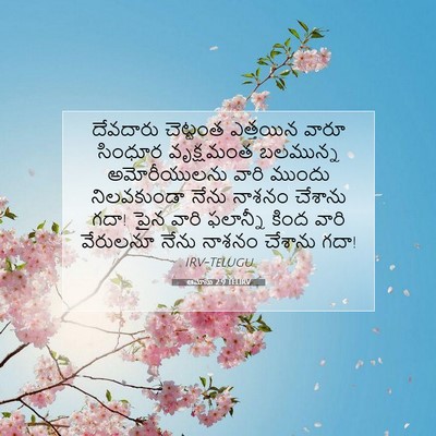 Picture 07 - ఆమోసు 2:9 TELIRV - దేవదారు చెట్టంత - Bible Verse Picture