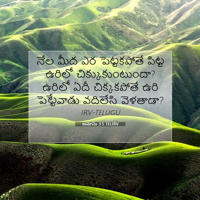 Picture 07 - ఆమోసు 3:5 TELIRV - నేల మీద ఎర - Bible Verse Picture