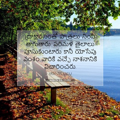 Picture 07 - ఆమోసు 6:6 TELIRV - ద్రాక్షారసంతో - Bible Verse Picture