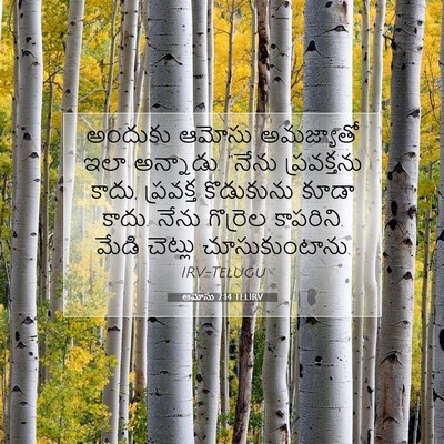 Picture 07 - ఆమోసు 7:14 TELIRV - అందుకు ఆమోసు - Bible Verse Picture