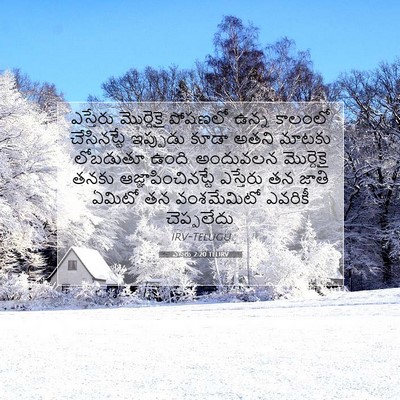 Picture 07 - ఎస్తేరు 2:20 TELIRV - ఎస్తేరు మొర్దెకై - Bible Verse Picture
