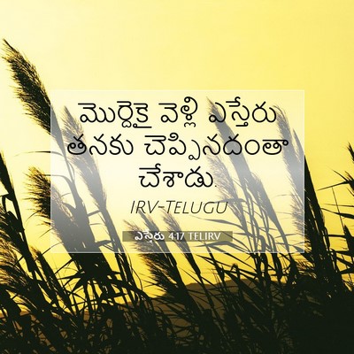 Picture 07 - ఎస్తేరు 4:17 TELIRV - మొర్దెకై వెళ్లి - Bible Verse Picture