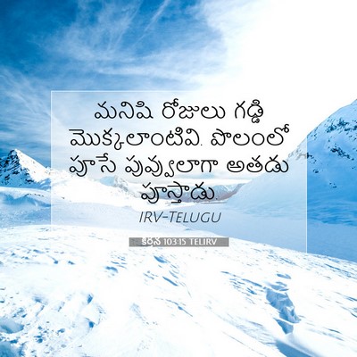 Picture 07 - కీర్తన 103:15 TELIRV - మనిషి రోజులు - Bible Verse Picture