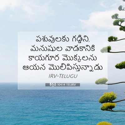 Picture 07 - కీర్తన 104:14 TELIRV - పశువులకు గడ్డిని, - Bible Verse Picture