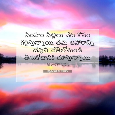 Picture 07 - కీర్తన 104:21 TELIRV - సింహం పిల్లలు వేట - Bible Verse Picture