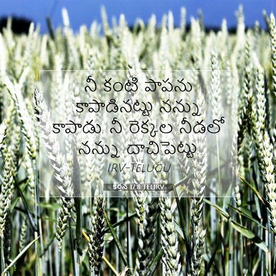 Picture 07 - కీర్తన 17:8 TELIRV - నీ కంటి పాపను - Bible Verse Picture