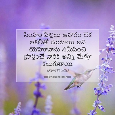 Picture 07 - కీర్తన 34:10 TELIRV - సింహం పిల్లలు - Bible Verse Picture