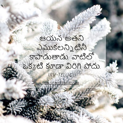 Picture 07 - కీర్తన 34:20 TELIRV - ఆయన అతని - Bible Verse Picture