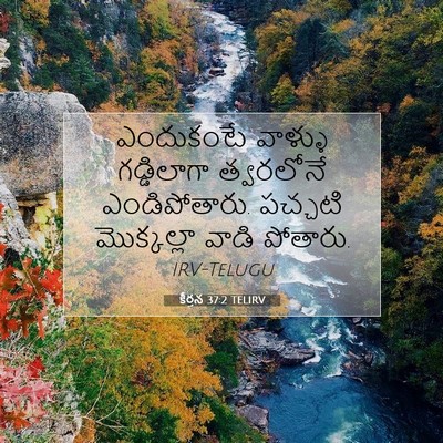 Picture 07 - కీర్తన 37:2 TELIRV - ఎందుకంటే వాళ్ళు - Bible Verse Picture