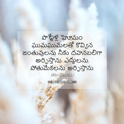 Picture 07 - కీర్తన 66:15 TELIRV - పొట్టేళ్ల హోమం - Bible Verse Picture