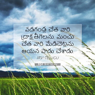 Picture 07 - కీర్తన 78:47 TELIRV - వడగండ్ల చేత వారి - Bible Verse Picture