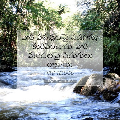 Picture 07 - కీర్తన 78:48 TELIRV - వారి పశువులపై - Bible Verse Picture