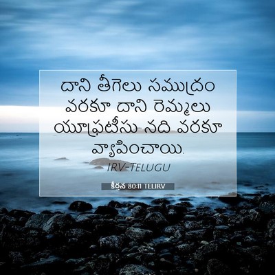 Picture 07 - కీర్తన 80:11 TELIRV - దాని తీగెలు - Bible Verse Picture