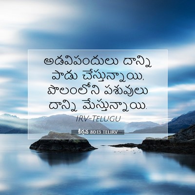 Picture 07 - కీర్తన 80:13 TELIRV - అడవిపందులు దాన్ని - Bible Verse Picture