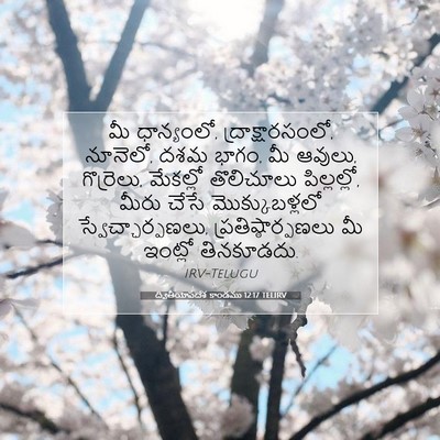 Picture 07 - ద్వితీయోపదేశ కాండము 12:17 TELIRV - మీ ధాన్యంలో, - Bible Verse Picture