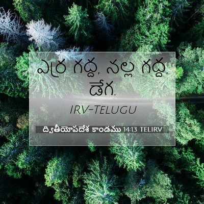 Picture 07 - ద్వితీయోపదేశ కాండము 14:13 TELIRV - ఎర్ర గద్ద, నల్ల - Bible Verse Picture
