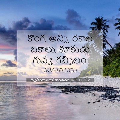 Picture 07 - ద్వితీయోపదేశ కాండము 14:18 TELIRV - కొంగ, అన్ని రకాల - Bible Verse Picture