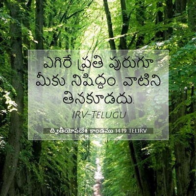 Picture 07 - ద్వితీయోపదేశ కాండము 14:19 TELIRV - ఎగిరే ప్రతి - Bible Verse Picture