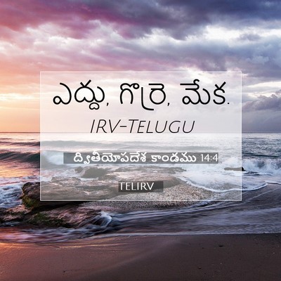 Picture 07 - ద్వితీయోపదేశ కాండము 14:4 TELIRV - ఎద్దు, గొర్రె, - Bible Verse Picture