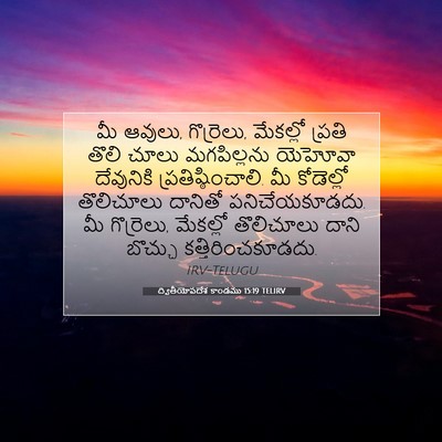 Picture 07 - ద్వితీయోపదేశ కాండము 15:19 TELIRV - మీ ఆవులు, గొర్రెలు, - Bible Verse Picture
