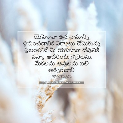 Picture 07 - ద్వితీయోపదేశ కాండము 16:2 TELIRV - యెహోవా తన - Bible Verse Picture