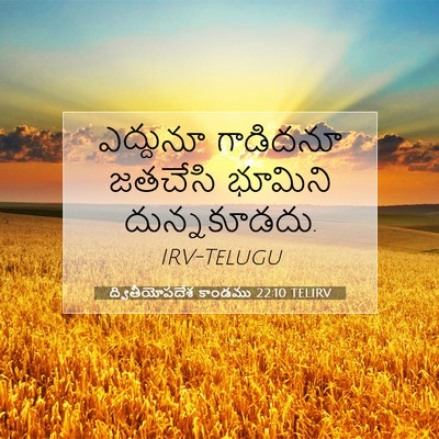 Picture 07 - ద్వితీయోపదేశ కాండము 22:10 TELIRV - ఎద్దునూ గాడిదనూ - Bible Verse Picture