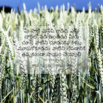 Picture 07 - ద్వితీయోపదేశ కాండము 22:4 TELIRV - మీ సాటి మనిషి - Bible Verse Picture