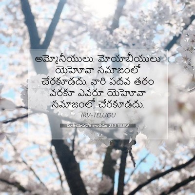 Picture 07 - ద్వితీయోపదేశ కాండము 23:3 TELIRV - అమ్మోనీయులు, - Bible Verse Picture