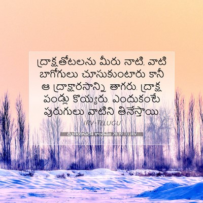Picture 07 - ద్వితీయోపదేశ కాండము 28:39 TELIRV - ద్రాక్షతోటలను - Bible Verse Picture