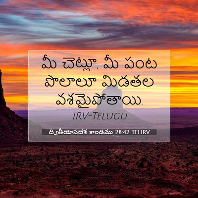Picture 07 - ద్వితీయోపదేశ కాండము 28:42 TELIRV - మీ చెట్లూ, మీ పంట - Bible Verse Picture