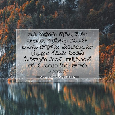 Picture 07 - ద్వితీయోపదేశ కాండము 32:14 TELIRV - ఆవు మజ్జిగను, - Bible Verse Picture