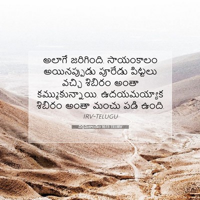 Picture 07 - నిర్గమకాండం 16:13 TELIRV - అలాగే జరిగింది. - Bible Verse Picture