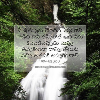 Picture 07 - నిర్గమకాండం 23:4 TELIRV - నీ శత్రువుకు - Bible Verse Picture