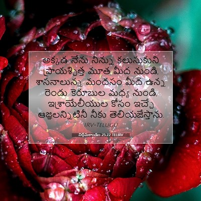 Picture 07 - నిర్గమకాండం 25:22 TELIRV - అక్కడ నేను నిన్ను - Bible Verse Picture
