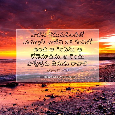 Picture 07 - నిర్గమకాండం 29:3 TELIRV - వాటిని - Bible Verse Picture
