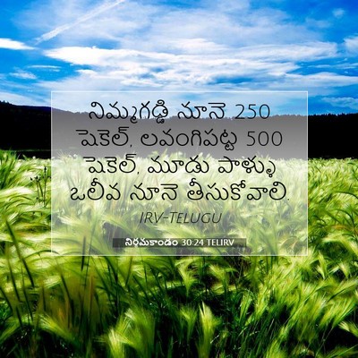 Picture 07 - నిర్గమకాండం 30:24 TELIRV - నిమ్మగడ్డి నూనె 250 - Bible Verse Picture