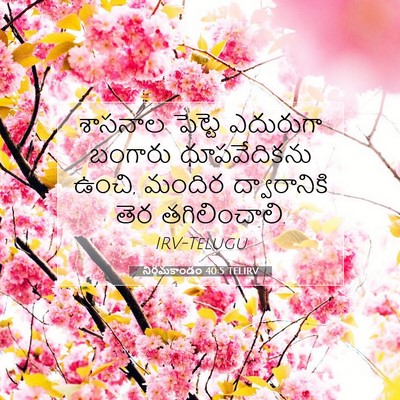 Picture 07 - నిర్గమకాండం 40:5 TELIRV - శాసనాల పెట్టె - Bible Verse Picture