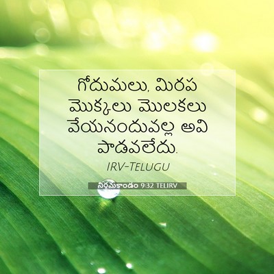 Picture 07 - నిర్గమకాండం 9:32 TELIRV - గోదుమలు, మిరప - Bible Verse Picture