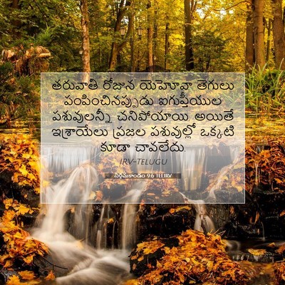 Picture 07 - నిర్గమకాండం 9:6 TELIRV - తరువాతి రోజున - Bible Verse Picture