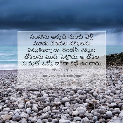 Picture 07 - న్యాయాధిపతులు 15:4 TELIRV - సంసోను అక్కడి - Bible Verse Picture