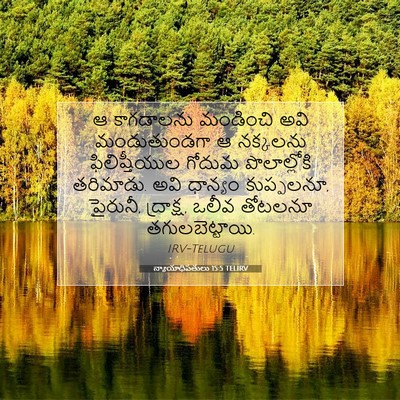 Picture 07 - న్యాయాధిపతులు 15:5 TELIRV - ఆ కాగడాలను - Bible Verse Picture