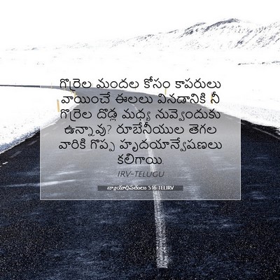 Picture 07 - న్యాయాధిపతులు 5:16 TELIRV - గొర్రెల మందల కోసం - Bible Verse Picture