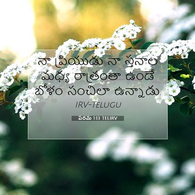 Picture 07 - పరమ 1:13 TELIRV - నా ప్రియుడు నా - Bible Verse Picture