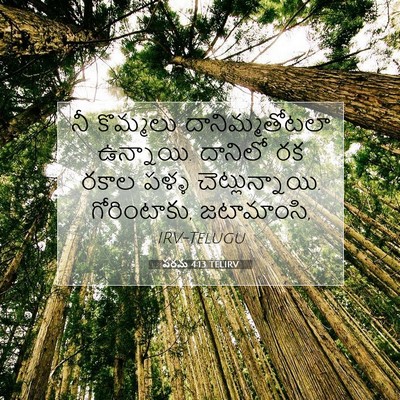Picture 07 - పరమ 4:13 TELIRV - నీ కొమ్మలు - Bible Verse Picture