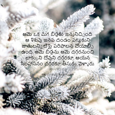 Picture 07 - ప్రకటన గ్రంథం 12:5 TELIRV - ఆమె ఒక మగ బిడ్డకు - Bible Verse Picture