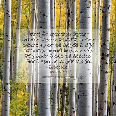 Picture 07 - ప్రకటన గ్రంథం 18:22 TELIRV - కాబట్టి తీగ - Bible Verse Picture