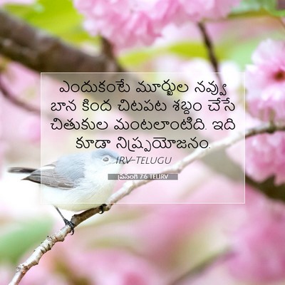Picture 07 - ప్రసంగి 7:6 TELIRV - ఎందుకంటే మూర్ఖుల - Bible Verse Picture