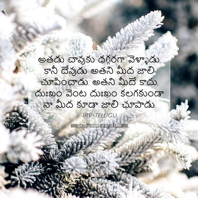 Picture 07 - ఫిలిప్పీ పత్రిక 2:27 TELIRV - అతడు చావుకు - Bible Verse Picture