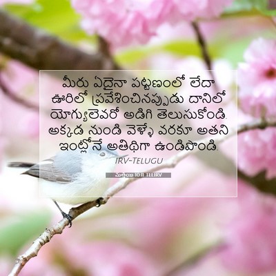 Picture 07 - మత్తయి 10:11 TELIRV - మీరు ఏదైనా - Bible Verse Picture