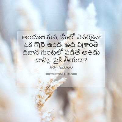 Picture 07 - మత్తయి 12:11 TELIRV - అందుకాయన, “మీలో - Bible Verse Picture